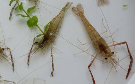 河虾的嘌呤含量高吗_养虾