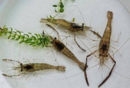 河虾的寿命多长时间_养虾