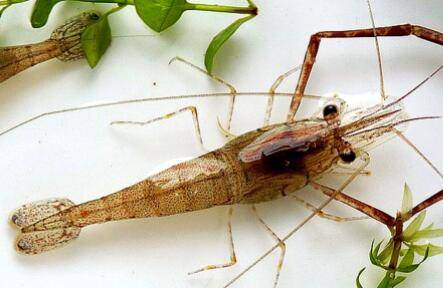 河虾的寿命多长时间_养虾