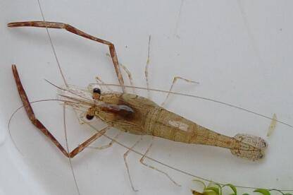 河虾的养殖技术_养虾