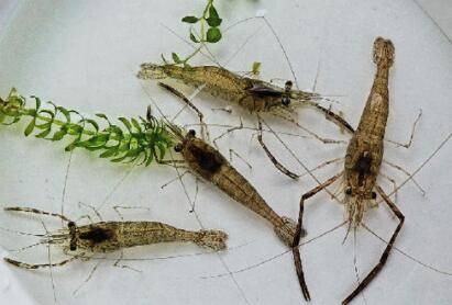 河虾的养殖技术_养虾