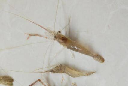 河虾的养殖技术_养虾