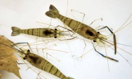 河虾一年繁殖几次_养虾