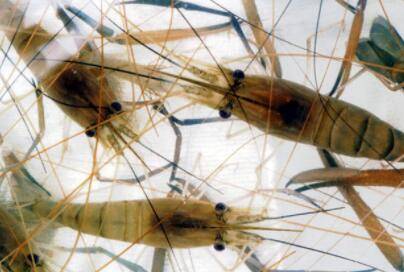 河虾一年繁殖几次_养虾