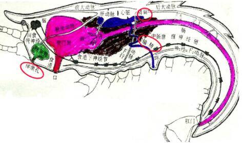 河虾头部黑色的东西是什么_养虾