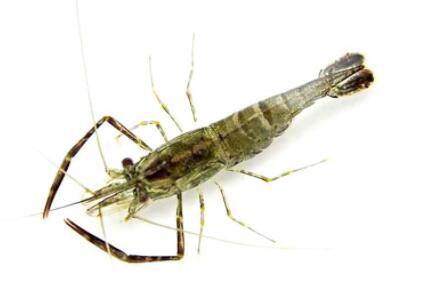 河虾头部黑色的东西是什么_养虾