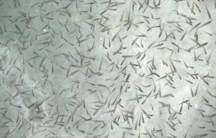 河虾会吃鱼吗?_养虾