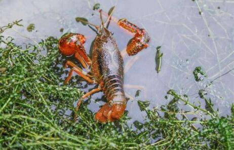 小龙虾与成鱼混养模式_养虾