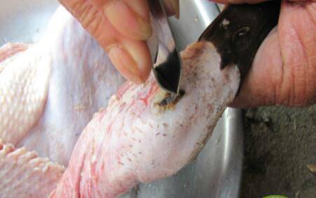鸭毛拔不干净怎么处理_养鸭