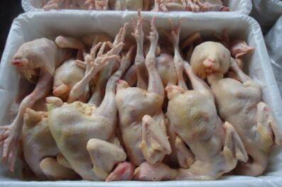 鸭子脱毛水温多少合适_养鸭