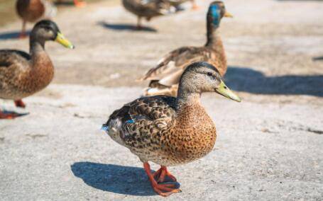鸭子拉白稀粪怎么办吃什么药_养鸭