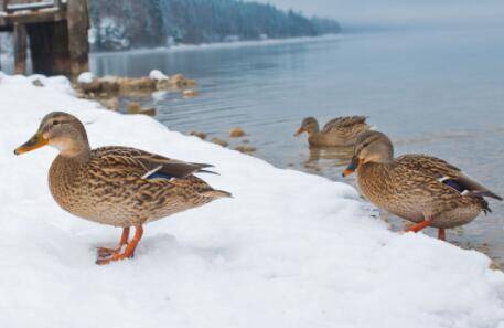 ����Ѽ���ͺ��¶��Ƕ���_��Ѽ