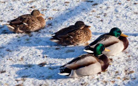 ����Ѽ���ͺ��¶��Ƕ���_��Ѽ