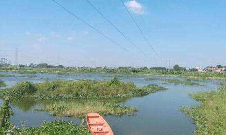 淡水小龙虾的放养密度_养虾