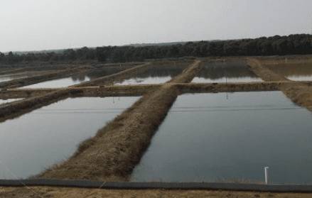 小龙虾放养的三大注意事项_养虾