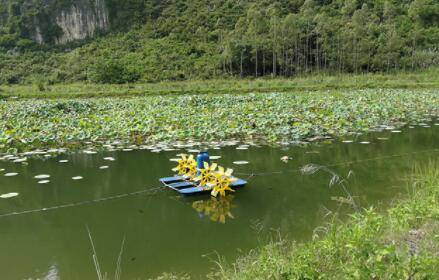 莲藕塘改造小龙虾池时的注意事项_养虾