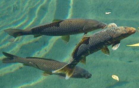 青鱼怎么分辨雌雄_养鱼