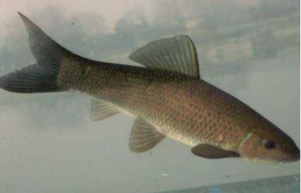 青鱼一般在什么水层活动_养鱼