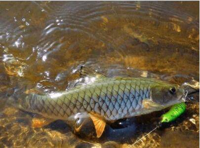青鱼一般在什么水层活动_养鱼