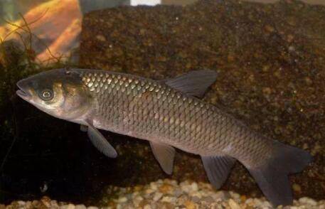 青鱼吃小鱼和鱼卵_养鱼