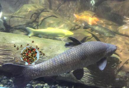 青鱼吃小鱼和鱼卵_养鱼