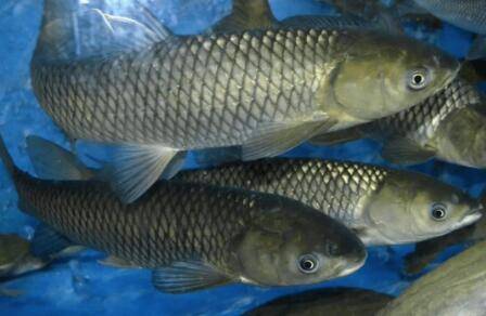 青鱼草鱼喂什么饵料好_养鱼