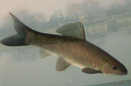 青鱼冬天吃食?_养鱼