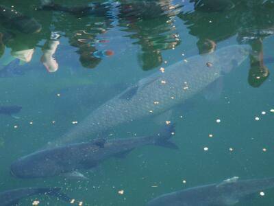 青鱼冬天吃食?_养鱼