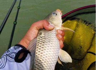 青鱼一般重多少斤_养鱼