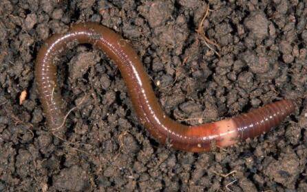 ���Ʒ������Щ_��ֳ�ʴ�