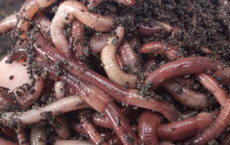 蚯蚓粘什么东西上鱼快_养殖问答