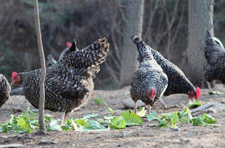 芦花鸡和五黑鸡哪个产蛋较多?_养鸡