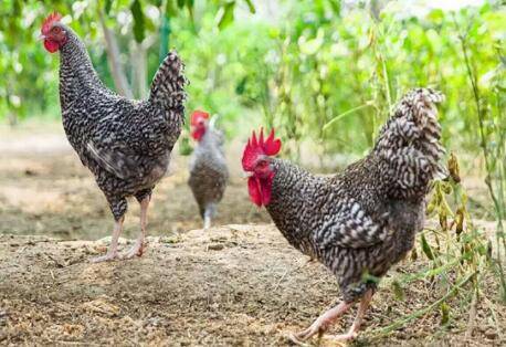 芦花鸡多久下蛋_养鸡