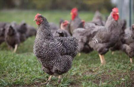100只芦花鸡一年利润多少_养鸡
