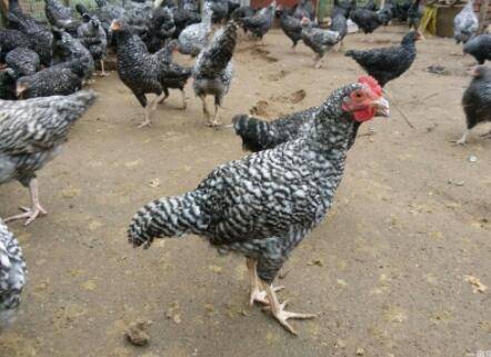 «�����Ĳ���������_����