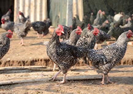 «�����Ĳ���������_����