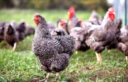 «��������ͨ����ʲô����_����