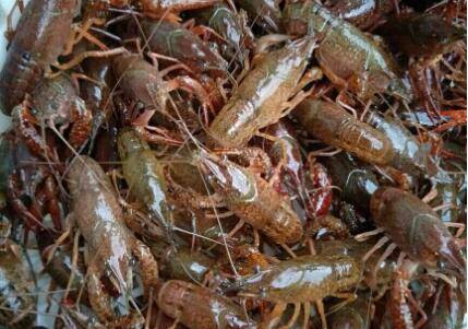 小龙虾2-4钱代表什么意思_养虾