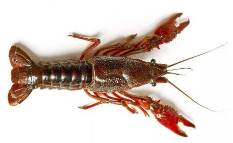 龙虾尾部肉发白怎么办_养虾