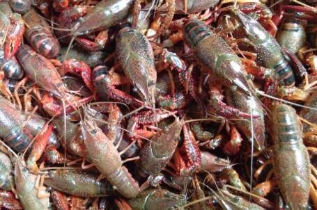 4钱小龙虾有多大_养虾