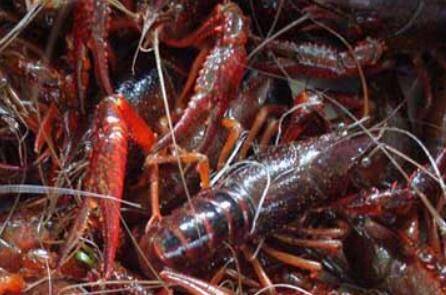 小龙虾最大能长多大_养虾