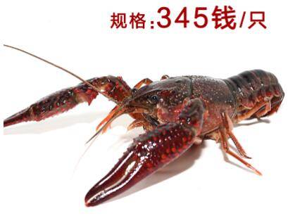 345钱小龙虾有多大_养虾