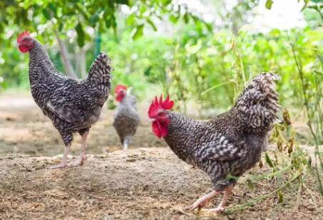 芦花鸡和五黑鸡哪个产蛋较多?_养鸡