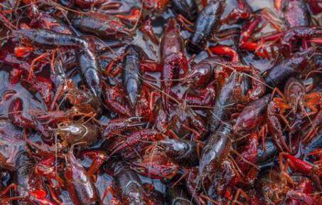 小龙虾自相残杀的原因分析_养虾