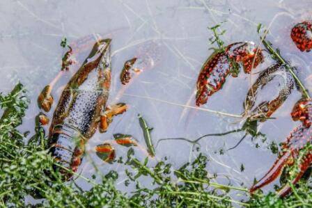 引起小龙虾脱壳不遂的内部环境_养虾