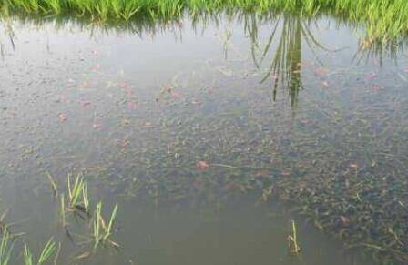 引起小龙虾脱壳不遂的内部环境_养虾