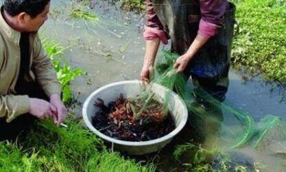 小龙虾精养的注意事项_养虾