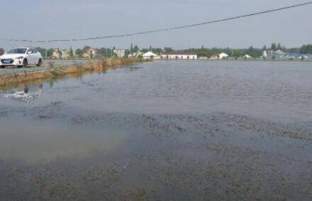 养虾塘口是什么意思,养虾塘口怎么建_养虾