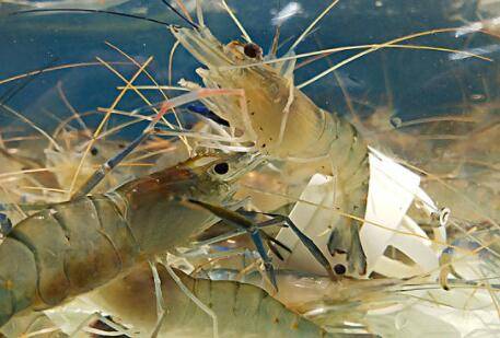 草虾和基围虾有什么区别_养虾