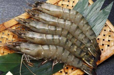 草虾和黑虎虾有什么区别_养虾